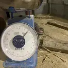 دجاج لاحم روس 308