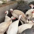 دجاج حبشي لون ابيض صك