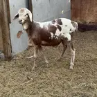 للبيع طلي بربري العمر من3 الى4 شهور