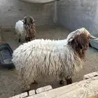طليين نعيم العمر ( ثنيان)