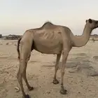ضروبه صفرا