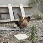 دجاجتين للبيع
