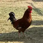 ديكين فوق الكفو