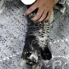 قط للبيع شرازي عمره 3 شهور