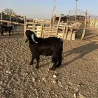 تيس عارضي جذع