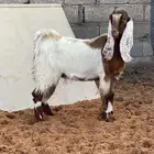 جفار العدد 4