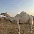بكره