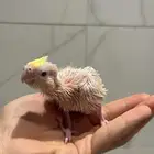 فرخ كروان - كوكتيل لاتينو بداية غر