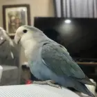 روز