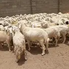 ضان حريات حرش مراح مقنوي ودفيع
