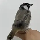 تم البيع