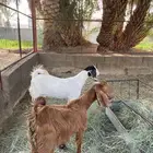 عناقين