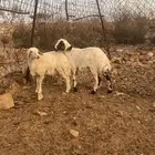 تم البيع الله يبارك لرعيها
