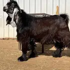 جذع عارضي فاخر