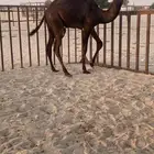 قعود مجهم فل شرط