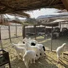 طليان تربيه