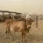 حسلان للبيع