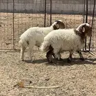 طليان نعيم