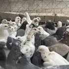 حمام مشكل مشروط من الأمراض