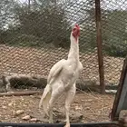 ديك سندي بيور