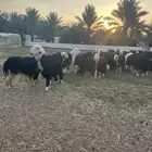 للبيع غنم مراح العدد حول