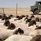 جذعات نعيم صنف الصنف