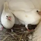 فروخ حمام زغاليل