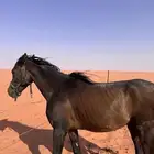 حصان شعبي عمره ثلاث سنين مطبع مع البل من عمره 6 شهور