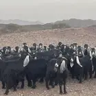 معزا ( تم البيع )