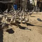 وز عراقي و بط بح وفراخه بح