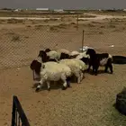 ذبايح للبيع مع التوصيل