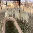 طليان ذبايح ضيوف وثلاجة مع ذبح وتوصيل ويوجد سواكن مرابي