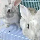 أرانب اليفه للبيع