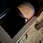 وجار شبه نلر