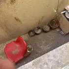 للبيع سمان نص بلدي و نص بري