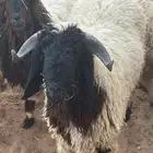 خروف نعيمي العمر 10 شهور