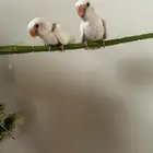 روز مجنونه غر بدايه هدد