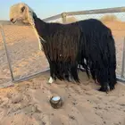 للبيع شاه نجديه خصم