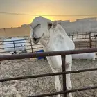 قعود طيب للبيع
