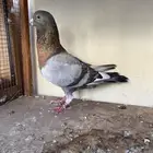 ذكر شامي