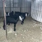 تيوس عوارض