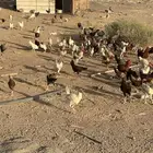 دجاج بلدي وفيومي