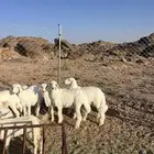 خرفان حري شحم