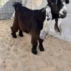 للبيع جذع عارضي خصصم