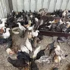 دجاج بلدي صيصان
