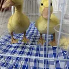 بطنين
