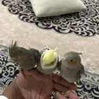كروان اليف