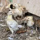 صوص دجاج بلدي