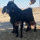 جفار للبيع
