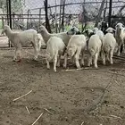 تهامة الباحة طليان